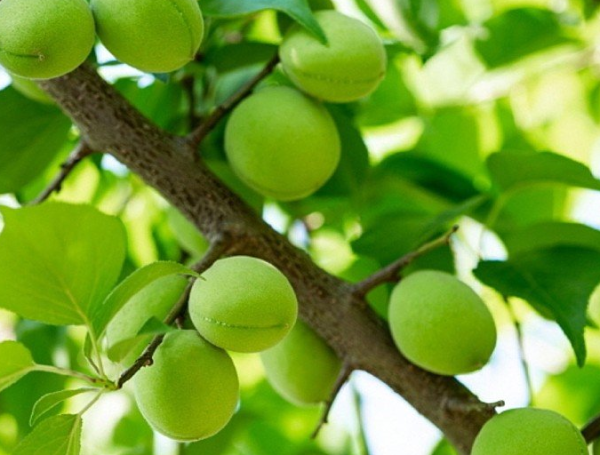 plum1.png